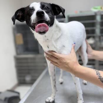 Nickel -  Mixed Breed Dog for Adoption in Tyler, Texas - Nickel | PetCurious