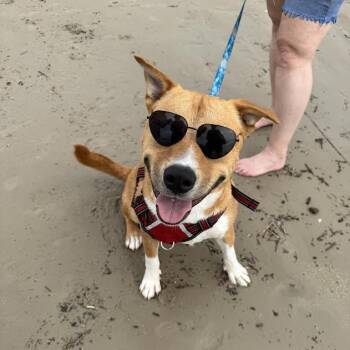 Woody Von Waggle Tail -  Labrador Retriever and American Staffordshire Terrier Dog for Adoption in Friendswood, Texas - Woody Von Waggle Tail | PetCurious