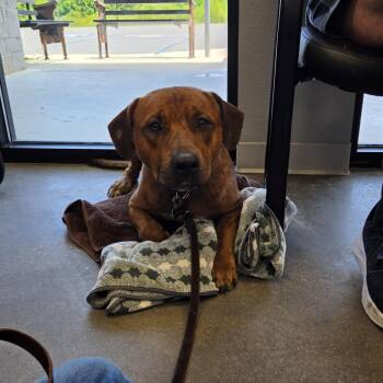 Brownie -  Mountain Cur and Mixed Breed Dog for Adoption in Marshall, Texas - Brownie | PetCurious