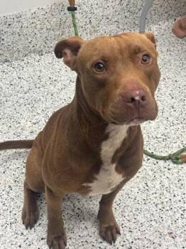 Philleep -  Pit Bull Terrier and Mixed Breed Dog for Adoption in Atlanta, Georgia - Philleep | PetCurious