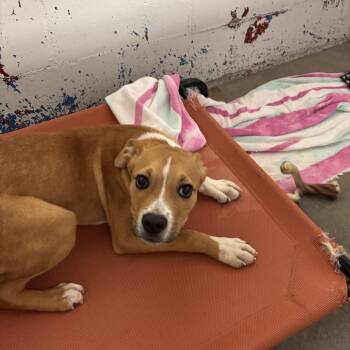 Rescue English Bulldog Dogs for Adoption in Enterprise, Alabama - Cobra | PetCurious