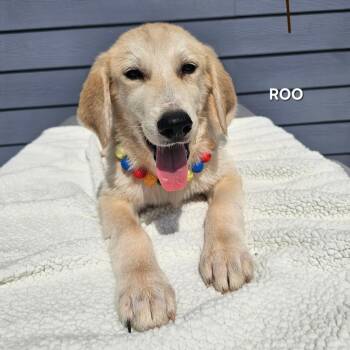 Roo -  Great Pyrenees and Yellow Labrador Retriever Dog for Adoption in Madisonville, Tennessee - Roo | PetCurious