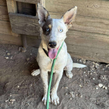 Rescue Australian Shepherd Dogs for Adoption in Anahuac, Texas - Faith | PetCurious