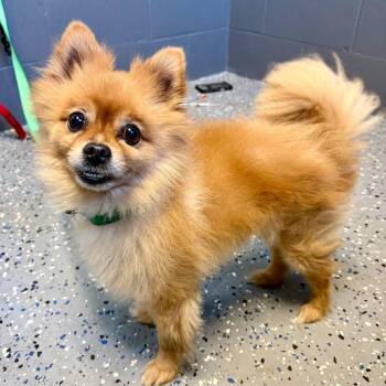Pomeranian Dogs Available for Adoption in Tuscaloosa, Alabama - TUSC-Stray-84056 | PetCurious