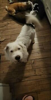 Mickey *Adopt or Foster* -  Basset Hound and Standard Poodle Dog for Adoption in Fairfax, Virginia - Mickey *Adopt Or Foster* | PetCurious