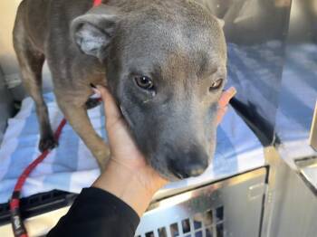 American Staffordshire Terrier Dogs Available for Adoption - JOVANI | PetCurious