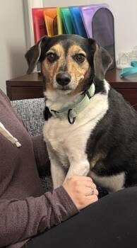 Beagle Dogs Available for Adoption - Rizzo | PetCurious