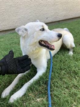 STEFAN -  Mixed Breed Dog for Adoption in Dallas, Texas - STEFAN | PetCurious