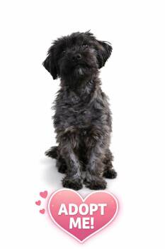 Shih Tzu Dogs Available for Adoption - Jinny | PetCurious