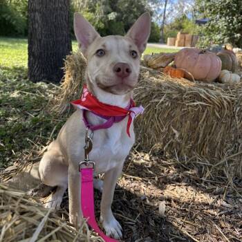 Poppie -  Shepherd and Mixed Breed Dog for Adoption in San Antonio, Texas - Poppie | PetCurious