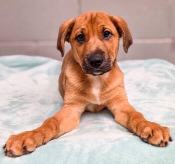 Denali -  Shepherd Dog for Adoption in Gainesville, Texas - Denali | PetCurious