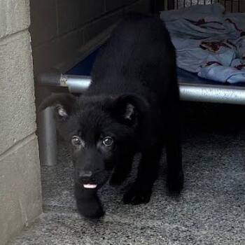 Ted -  Mixed Breed Dog for Adoption in Jeffersonville, Indiana - Ted | PetCurious