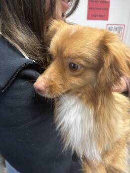 Mixed Breed Dogs Available for Adoption in Rochester, Indiana - TITO ~ Heartworm Positive ~ Available On Medical Foster To Adopt | PetCurious