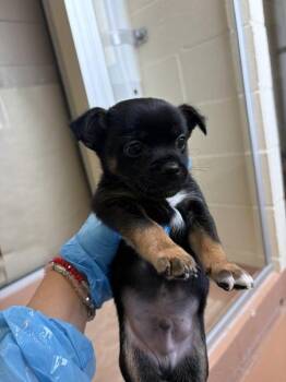 Wayne -  Chihuahua Dog for Adoption in Kennewick, Washington - Wayne | PetCurious