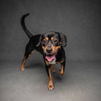 Hound Dogs Available for Adoption in Chesapeake, Virginia - Tantrum | PetCurious