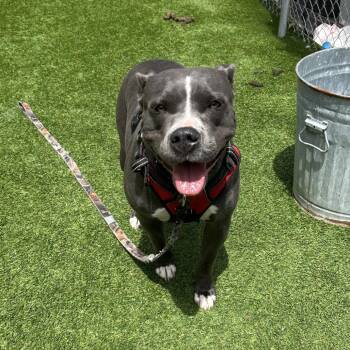 Pit Bull Terrier Dogs Available for Adoption in Savannah, Georgia - Luna M | PetCurious