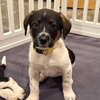 German Shorthaired Pointer and Bloodhound Dogs Available for Adoption in Spring Hill, Tennessee - Jersey | PetCurious