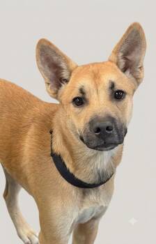 Fred -  Shepherd and Mixed Breed Dog for Adoption in St. Augustine, Florida - Fred | PetCurious