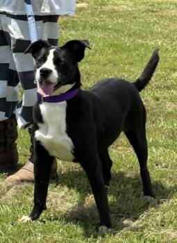 Hecky -  Border Collie and Pit Bull Terrier Dog for Adoption in Watertown, Connecticut - Hecky | PetCurious