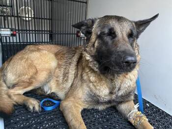 Belgian Shepherd Malinois Dogs Available for Adoption - EGGY | PetCurious