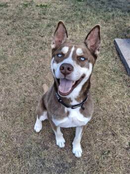 BOGEY -  Husky Dog for Adoption in Ironwood, Michigan - BOGEY | PetCurious