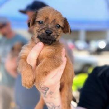 Yorkshire Terrier and Chihuahua Dogs Available for Adoption in Lodi, California - Spike | PetCurious