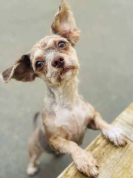 Mixed Breed Dogs Available for Adoption in West Chester, Pennsylvania - Coraline | PetCurious
