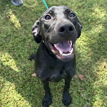 Boo -  Labrador Retriever Dog for Adoption in Valdosta, Georgia - Boo | PetCurious