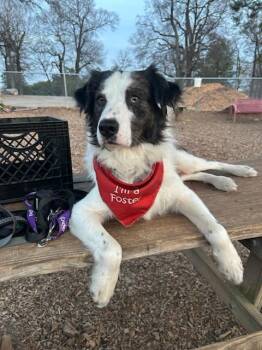 Rescue Australian Shepherd Dogs for Adoption in Gum Spring, Virginia - Rex | PetCurious