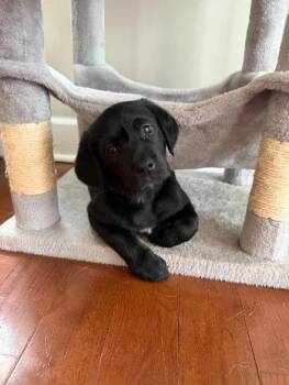 Prince -  Doberman Pinscher and Belgian Shepherd Malinois Dog for Adoption in Albany, New York - Prince | PetCurious