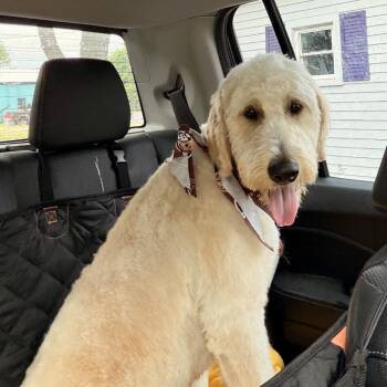 Lennie -  Standard Poodle and Labrador Retriever Dog for Adoption in Metamora, Michigan - Lennie | PetCurious