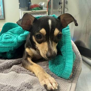 Rescue Chihuahua Dogs for Adoption in Fulton, Texas - Rowan | PetCurious