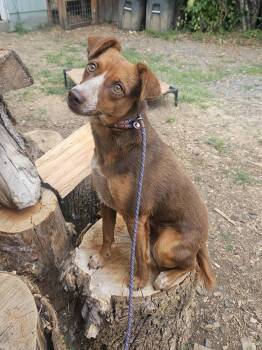 Bean -  Australian Cattle Dog Blue Heeler and Chihuahua Dog for Adoption in Junction City, Oregon - Bean | PetCurious