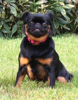 Reba -  Brussels Griffon Dog for Adoption in Lisbon, Iowa - Reba | PetCurious