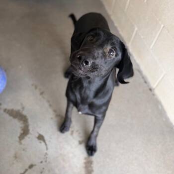 Luke -  Black Labrador Retriever Dog for Adoption in Starkville, Mississippi - Luke | PetCurious