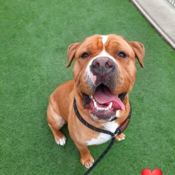 Chance -  American Bulldog Dog for Adoption in Wilton, California - Chance | PetCurious