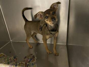 Chihuahua and Mixed Breed Dogs Available for Adoption - BART | PetCurious