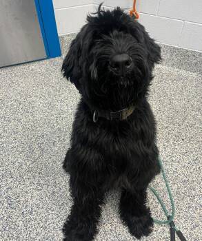Beckett -  Bouvier Des Flandres Dog for Adoption in Golden, Colorado - Beckett | PetCurious