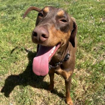 Doberman Pinscher Dogs Available for Adoption - Cordelia | PetCurious