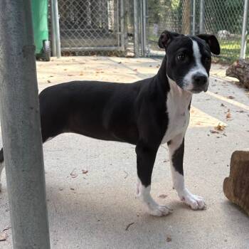 (Found) Holly -  Pit Bull Terrier and Mixed Breed Dog for Adoption in Cabot, Arkansas - (Found) Holly | PetCurious