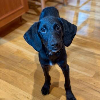 Ruffles -  Mixed Breed Dog for Adoption in Yaphank, New York - Ruffles | PetCurious