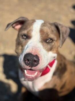 Sophie -  American Staffordshire Terrier and Bull Terrier Dog for Adoption in Augusta, West Virginia - Sophie | PetCurious
