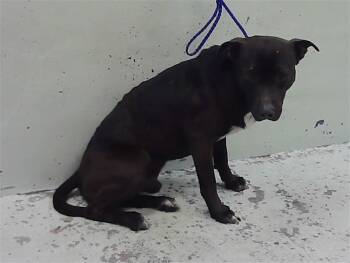 Staffordshire Bull Terrier and Mixed Breed Dogs Available for Adoption - CLIFF | PetCurious