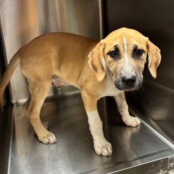 Atlas -  Mixed Breed Dog for Adoption in Chattanooga, Tennessee - Atlas | PetCurious