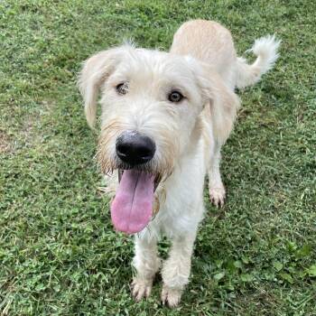 Rescue Poodle Dogs for Adoption in Lacon, Illinois - Mickey | PetCurious