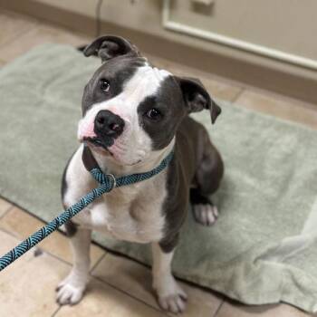 Pit Bull Terrier Dogs Available for Adoption - Hyphy | PetCurious