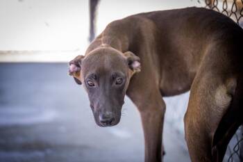 Merle -  Shepherd and Belgian Shepherd Malinois Dog for Adoption in Twentynine Palms, California - Merle | PetCurious