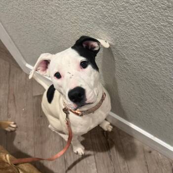 American Staffordshire Terrier Dogs Available for Adoption in Waco, Texas - Daisy | PetCurious
