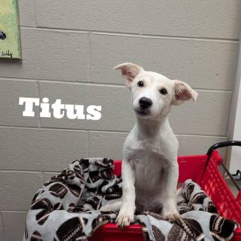 Titus -  Labrador Retriever Dog for Adoption in Williston, Vermont - Titus | PetCurious