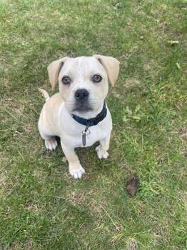 Pit Bull Terrier Dogs Available for Adoption in Martinez, California - BUTTERS | PetCurious